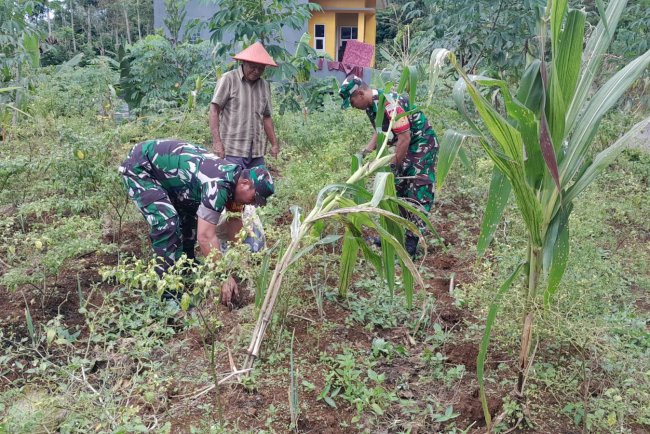Wujudkan Ketahanan Pangan Babinsa Dampingi Petani Pupuk Tanaman Cabai