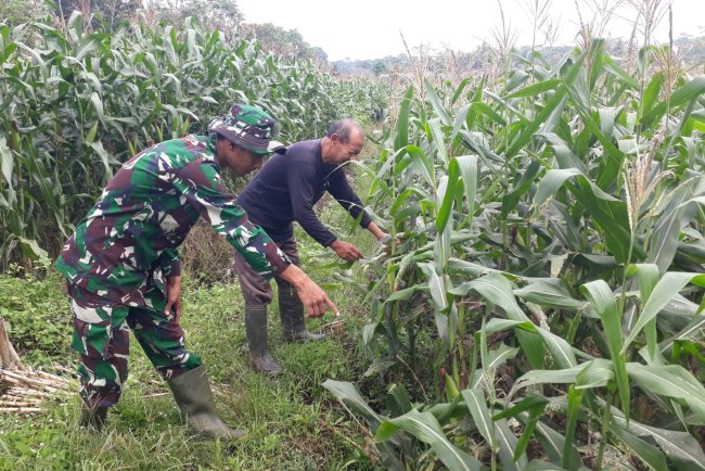 Kelompok Tani Binorong Berhasil Menjaga Tanaman Jagung