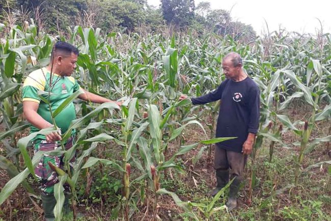 Pendampingan Pertanian Maksimalkan Hasil Panen Jagung   