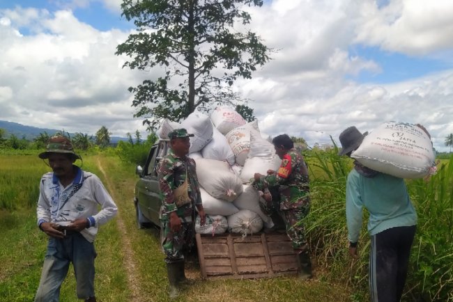 Dorong Ketahanan Pangan, Babinsa Nimboran Panen Padi Bersama Warga