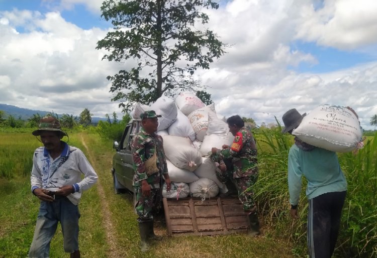 Dorong Ketahanan Pangan, Babinsa Nimboran Panen Padi Bersama Warga