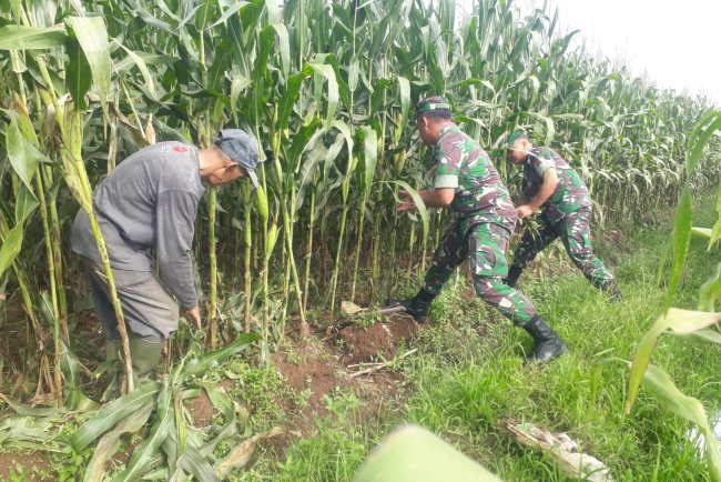 Optimalkan Produksi Jagung Pengurangan Daun di Bawah Tongkol