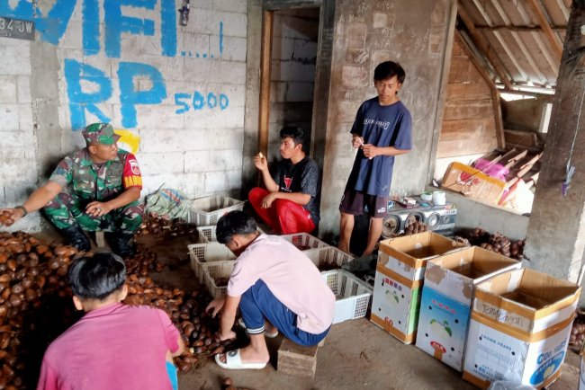 Komsos Dengan Petani Salak Babinsa Beri Motivasi Tingkatkan Produksi Serta Kualitas