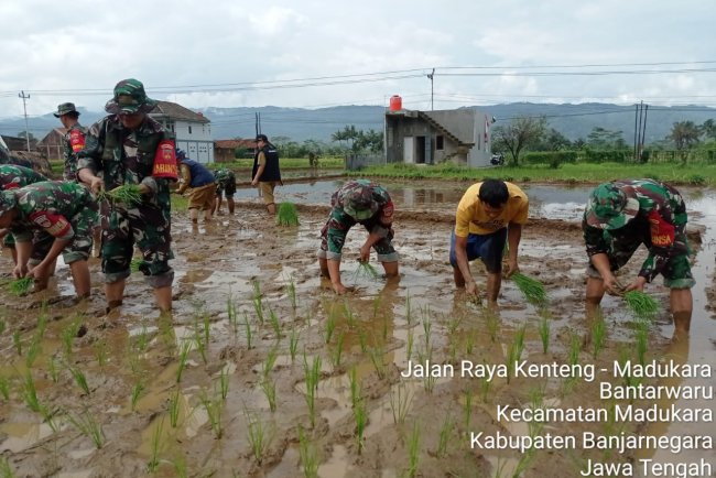 Sukseskan Swasembada Pangan, Babinsa Dampingi Petani Tanam Padi 