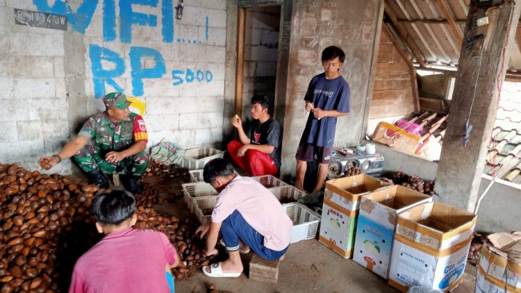 Komsos Dengan Petani Salak Babinsa Beri Motivasi Tingkatkan Produksi Serta Kualitas