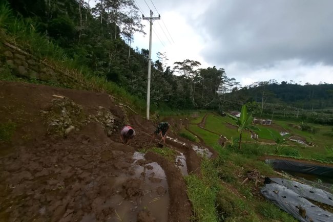 Dengan Menggunakan Cangkul, Serda Wasis Babinsa Karangkobar Bantu Petani Mengolah Sawah