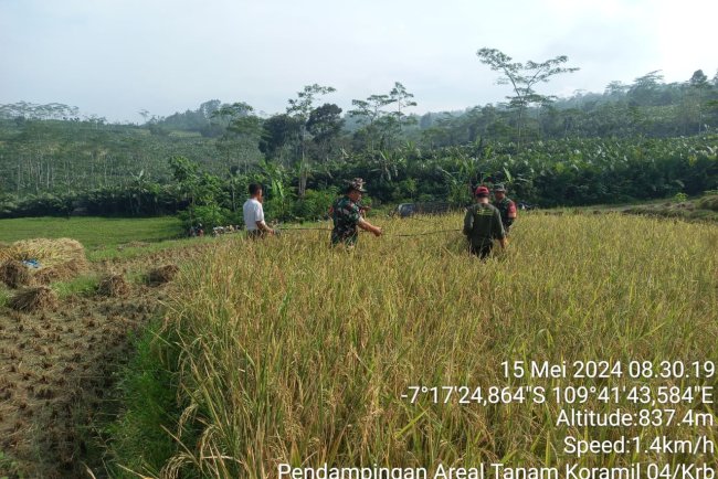 Dukung Ketahanan Pangan, Babinsa Bersama PPL Dan Gapoktan Raga Jaya Melaksanakan Ubinan Panen Padi