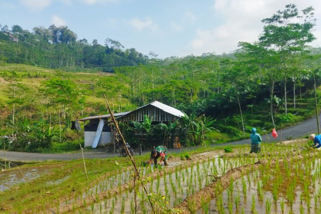 Bantu Tanam Padi Upaya Babinsa Untuk Meningkatkan Kesejahteraan Petani