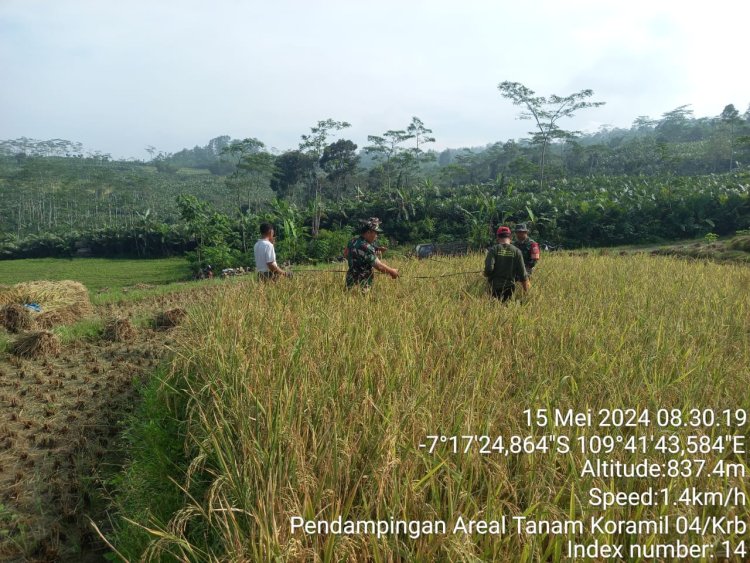 Dukung Ketahanan Pangan, Babinsa Bersama PPL Dan Gapoktan Raga Jaya Melaksanakan Ubinan Panen Padi