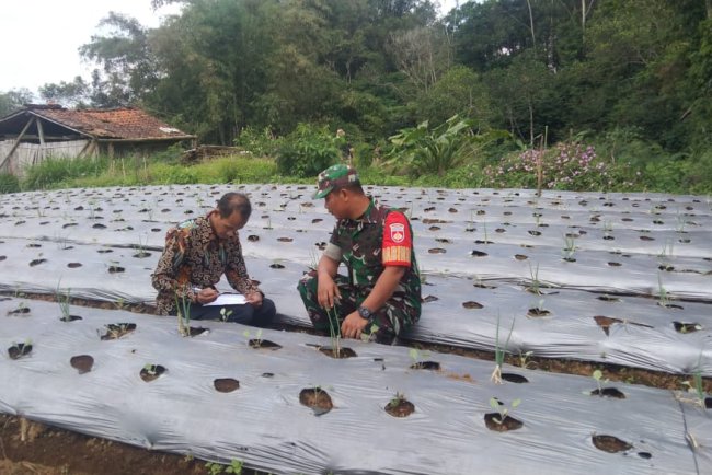Bersama Perangkat Desa Babinsa Sertu Tohar Bantu Ukur Tanah Milik Warga Desa Binaan