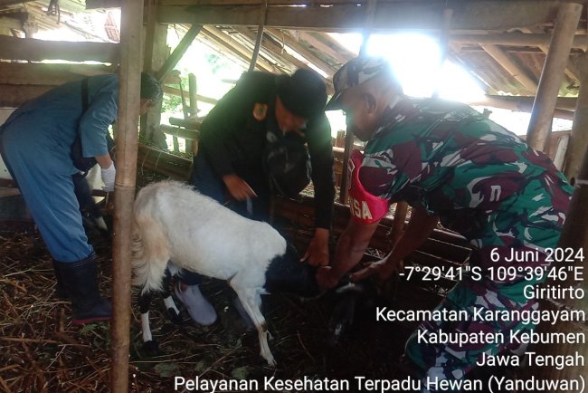  Babinsa Laksanakan Pendampingan Vaksinasi Hewan Ternak