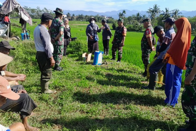 Babinsa Bersama PPL Memberikan Sosialisasi Pemakaian Obat Hama dan Pendampingan Penyemprotan
