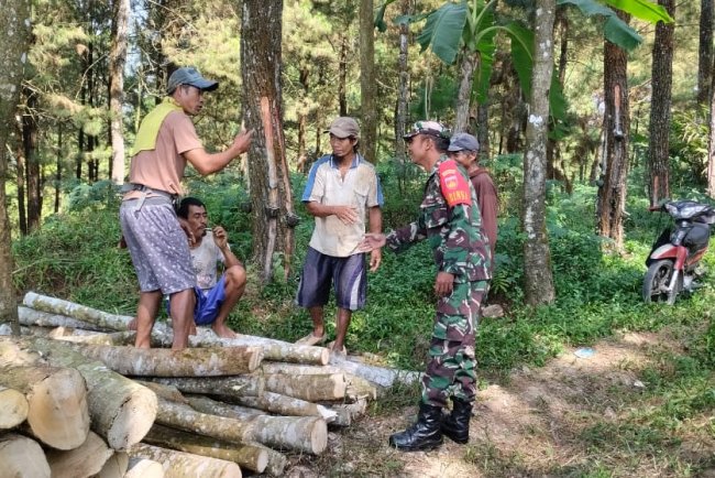 Jalin Keakraban Babinsa Komsos Ke Petani Kayu Albasia