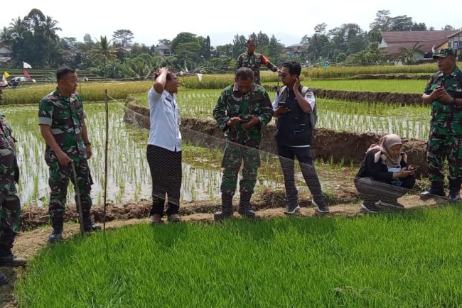 Danramil dan Babinsa Turun ke Sawah Bersama PPL untuk Dukung Petani Lebih Semangat