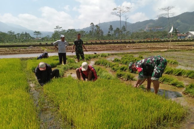 Danramil dan Babinsa Dampingi Petani Tanam Padi di Desa Sikumpul