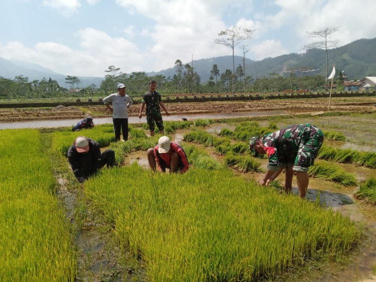 Danramil dan Babinsa Dampingi Petani Tanam Padi di Desa Sikumpul