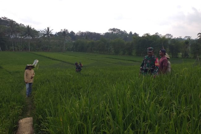 Danramil Bersama Babinsa Dan PPL Monitoring lahan Hanpangan Padi