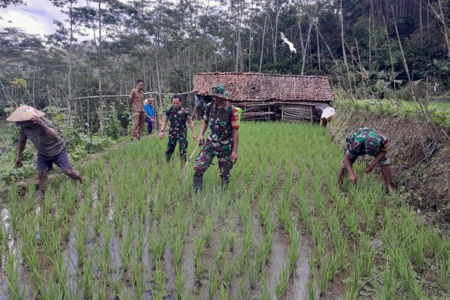 Danramil dan Penyuluh Pertanian Lapangan Turun ke Sawah Dampingi Petani