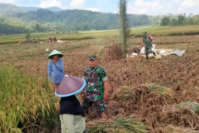 Danramil 09 Susukan Cek Panen Padi Bersama Kelompok Tani Mukti