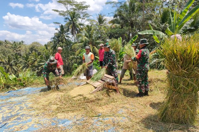 Danramil dan Babinsa Bantu Panen Padi, Wujudkan Ketahanan Pangan