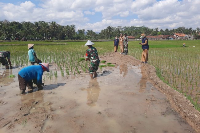 Danramil Tanam Padi Dukung Program Ketahanan Pangan di Desa Linggasari