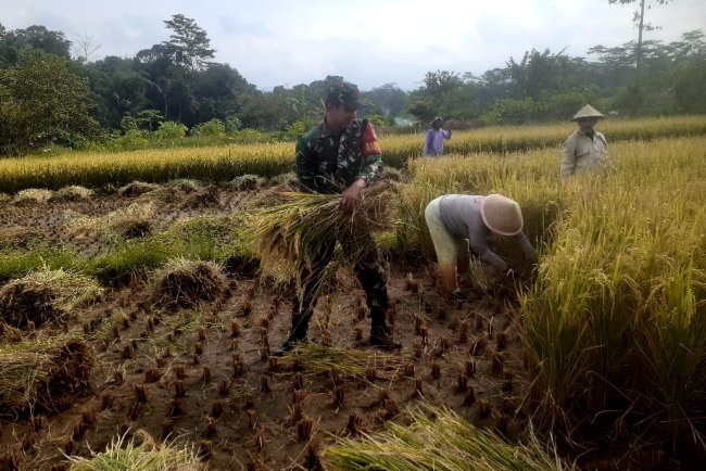 Pgs Danramil dan Babinsa Dampingi Panen Padi, Dukung Ketahanan Pangan
