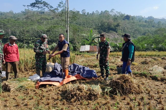Danramil 04 Karangkobar Babinsa dan PPL Dampingi Petani Panen Padi