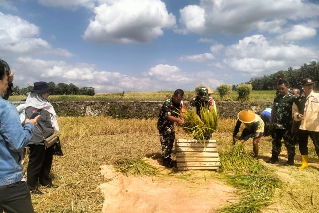 Danramil Dampingi Panen untuk Mewujudkan Ketahanan Pangan di Wilayah
