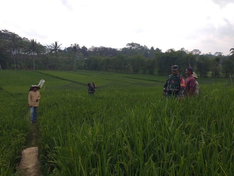 Danramil Bersama Babinsa Dan PPL Monitoring lahan Hanpangan Padi
