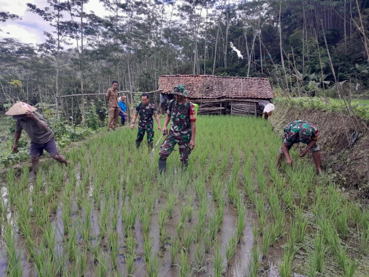 Danramil dan Penyuluh Pertanian Lapangan Turun ke Sawah Dampingi Petani