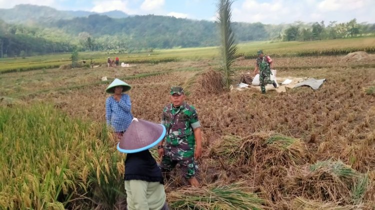 Danramil 09 Susukan Cek Panen Padi Bersama Kelompok Tani Mukti
