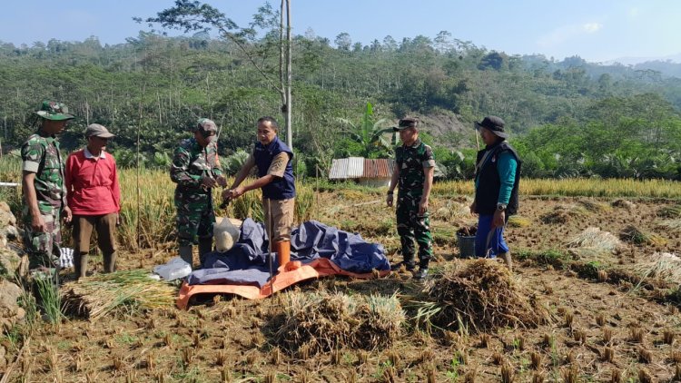 Danramil 04 Karangkobar Babinsa dan PPL Dampingi Petani Panen Padi