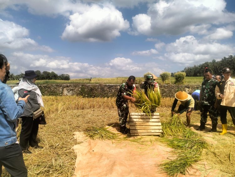 Danramil Dampingi Panen untuk Mewujudkan Ketahanan Pangan di Wilayah