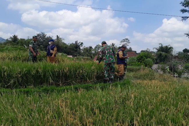 Sinergitas Koramil 01 Banjarnegara BPP Dan Poktan Dalam Pelaksanaan Ubinan Padi