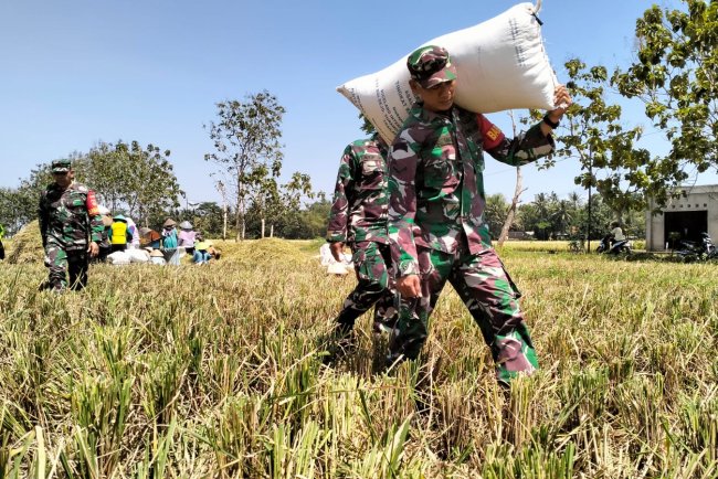 Ps. Danramil 02/Klampok Bersama Babinsa Dampingi Petani Panen Padi Raya