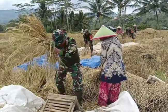 DANRAMIL 08 PURWANEGARA MELAKSANAKAN PANEN PADI BERSAMA WARGA