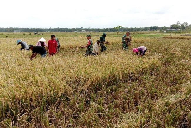 DUKUNG KETAHANAN PANGAN, BABINSA KORAMIL 09/SUSUKAN BANTU PANEN PADI BERSAMA PETANI