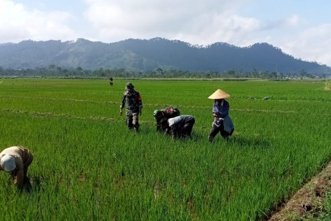 Babinsa Mempelopori Petani Lakukan Penyiangan