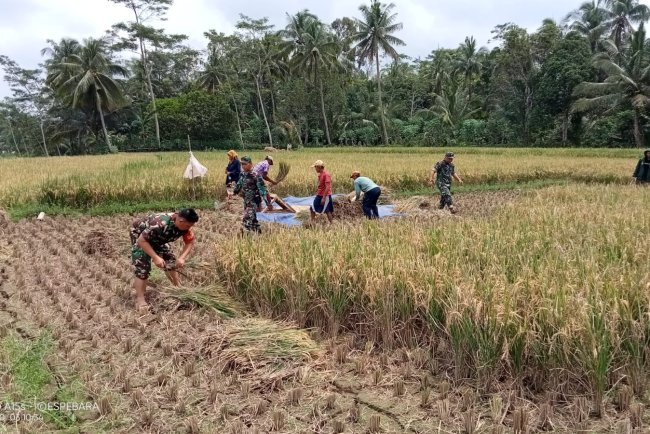 Koramil 03 Wanadadi Panen Padi dengan Poktan Margo Mulyo