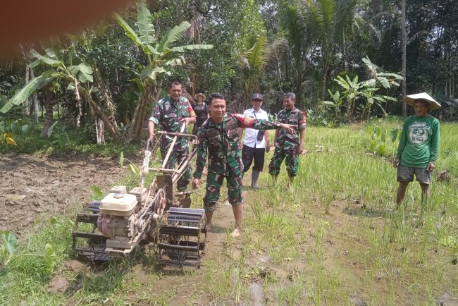 Tingkatkan Ketahanan Pangan Babinsa Terjun Ke Sawah