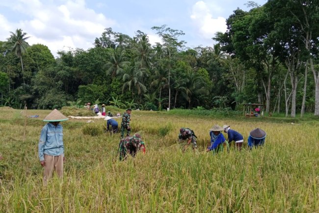 Danramil dan Babinsa Bantu Panen Padi