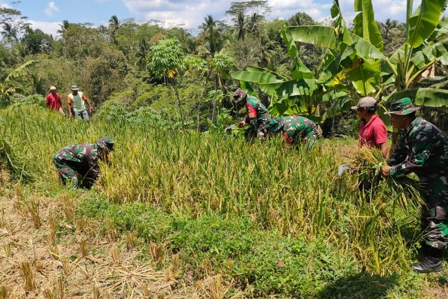 Pgs Danramil dan Babinsa melaksanakan pendampingan Panen Padi