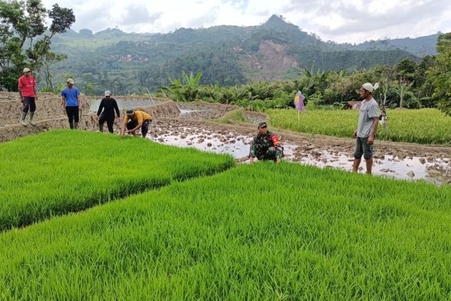 Batituud Melaksanakan Pendampingan Perawatan Bibit Padi