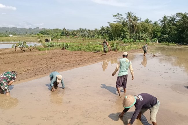 Danramil 08Purwanegara Dukung Ketahanan Pangan, Terjun Bantu Petani Olah Lahan Padi