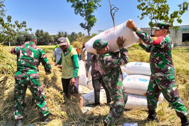 Danramil 02 Klampok dan Babinsa Dampingi Kelompok Tani Mukti Panen Padi