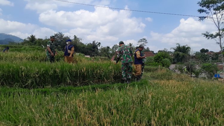 Sinergitas Koramil 01 Banjarnegara BPP Dan Poktan Dalam Pelaksanaan Ubinan Padi