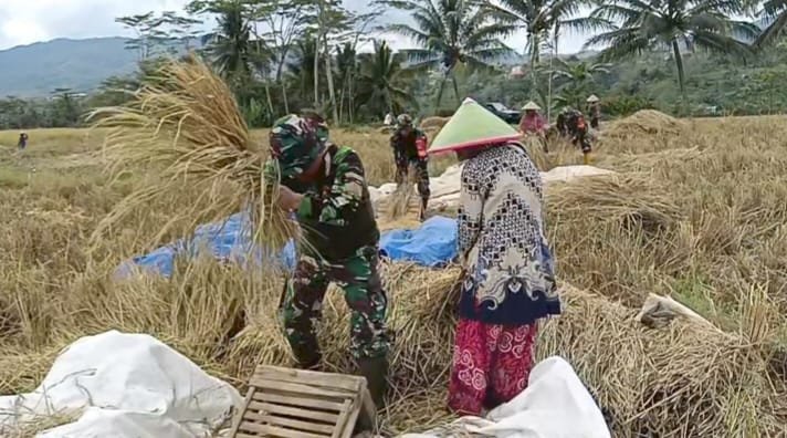 DANRAMIL 08 PURWANEGARA MELAKSANAKAN PANEN PADI BERSAMA WARGA