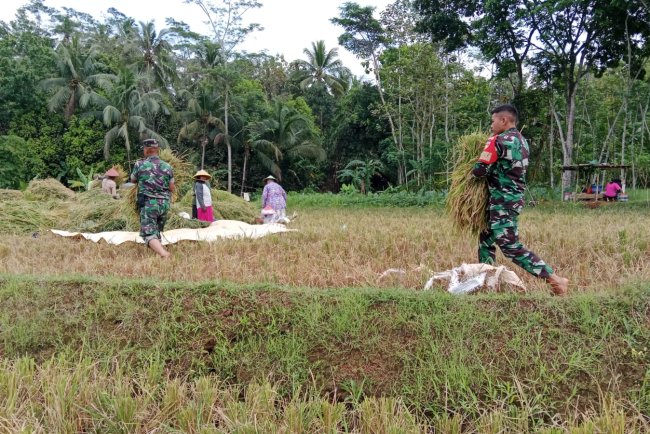 Wujudkan Ketahanan Pangan Danramil Dampingi Petani Panen Padi
