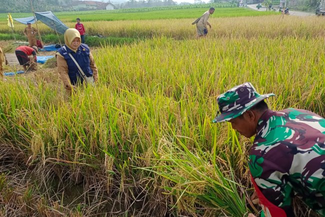 Koramil 14 Madukara Bantu Petani Panen Padi Di Wilayah Desa Binaan