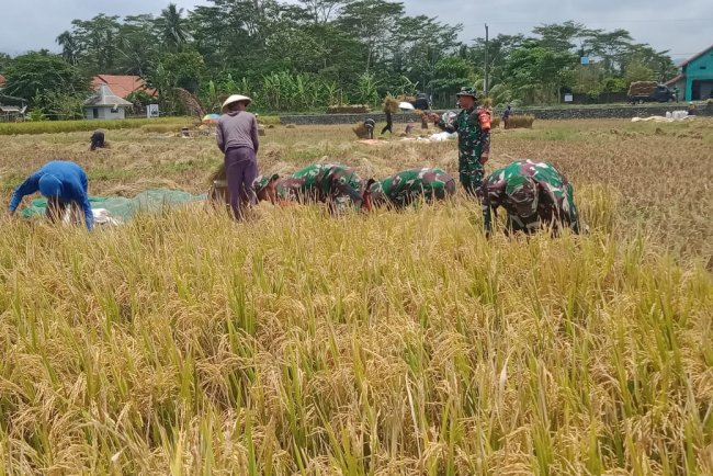 Pgs Danramil dan Babinsa Dampingi Panen Padi di Kecamatan Pagentan